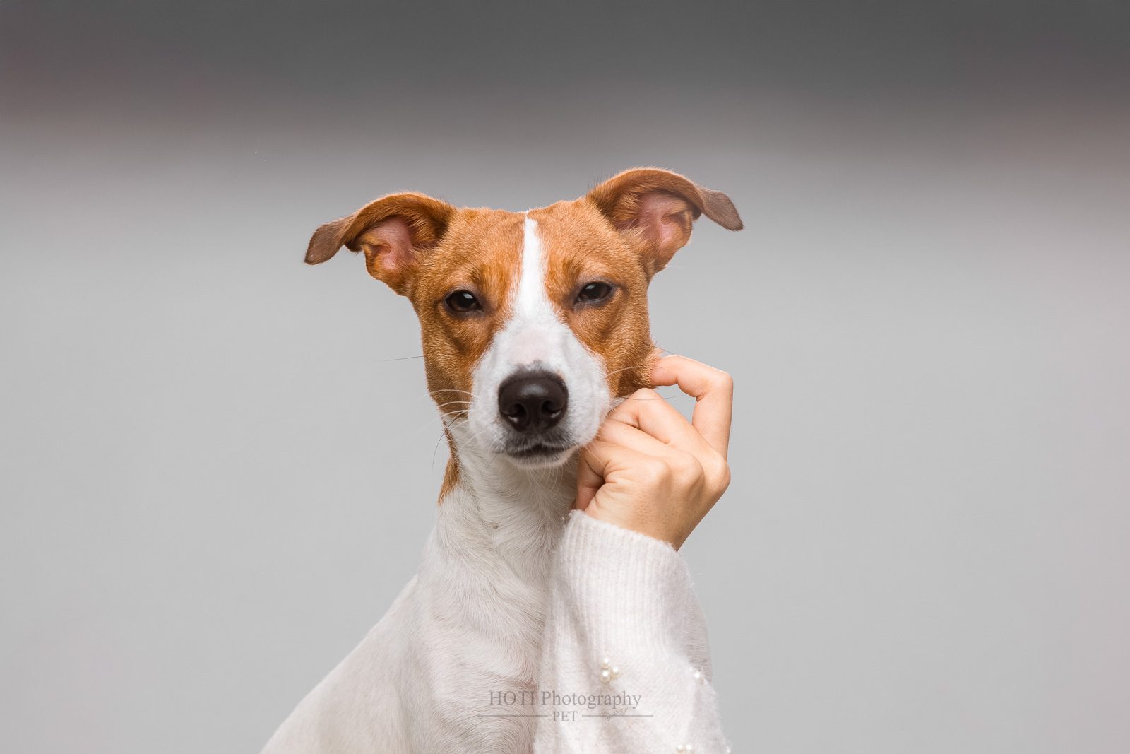 高雄寵物攝影 傑克羅素梗犬棚拍表情特寫